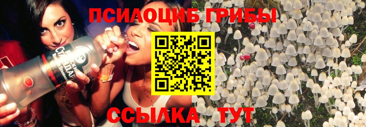 Псилоцибиновые грибы Psilocybe Южноуральск